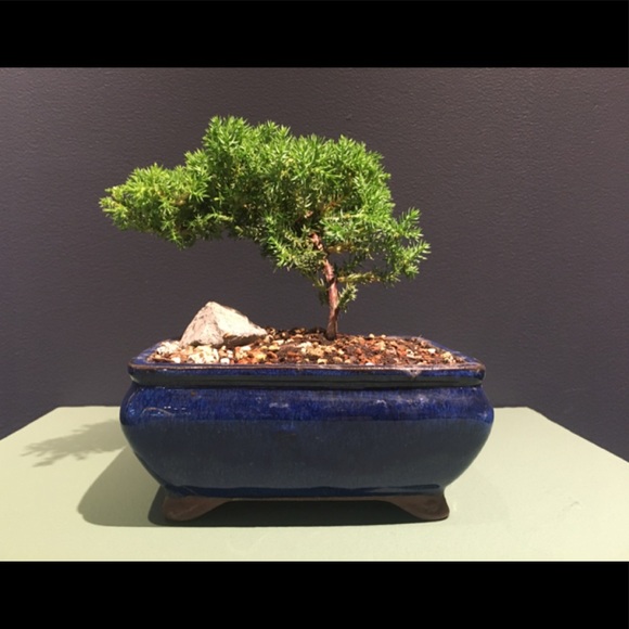 Meet your Posher, Maya - Picture 1 of 1